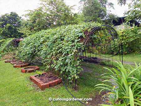 Nice large arched trellises for winged beans to grow on.