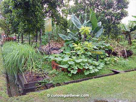 Pumpkin plants are also heavy feeders, and here is a very healthy looking plant growing on the side of another compost pile.