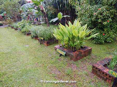 Near the entrance of the farm, plants are more on display - laid out neatly and named properly for visitors to see.