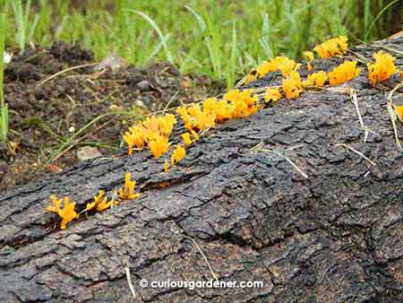 Interesting mushrooms growing along a bit of log.