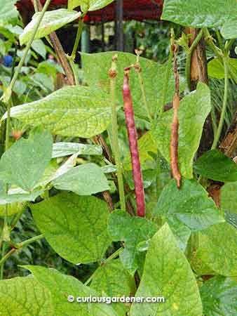 Purple long beans were growing up a shrub that had died but worked as a great trellis.