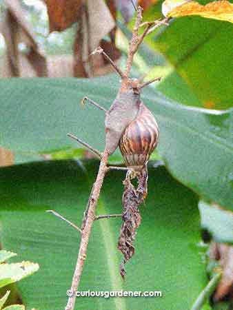 It was such a wet day that even snails were trying to get off the sodden ground!