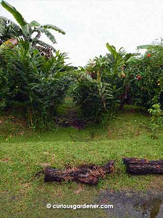 Notice how they have made the swales around the rows of plants? Bollywood Veggies has a wide variety of banana plants, so you will see rows and rows of them everywhere.