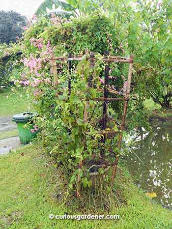 Rustic trellis for the Honolulu creeper to climb on. They had several varieties of the flowers, including a white one I had not seen before.