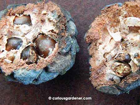 Desiccated custard apple fruit direct from the plant. What more can I say. 