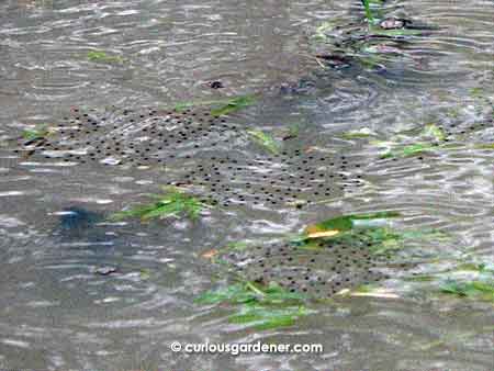The ponds had lots of frog eggs floating on the surface of the water.