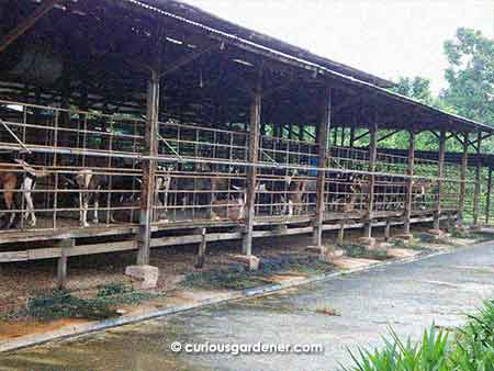 The goats at Hay Dairies.