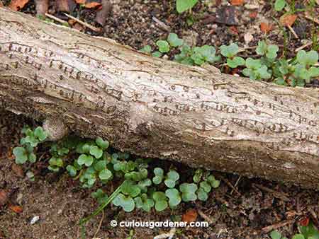 Clusters of Chinese kale sprouts WHERE I DID NOT SOW THEM!