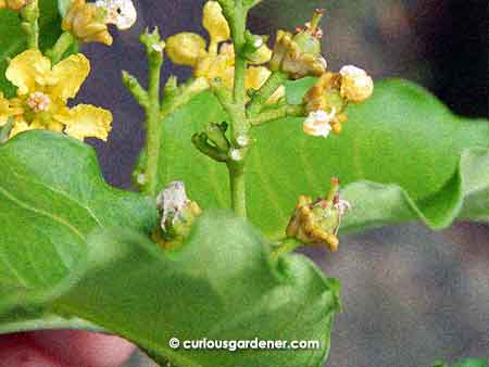 Peanut butter plant flowers blooming, with hopefully a couple of potential new fruits on the way.