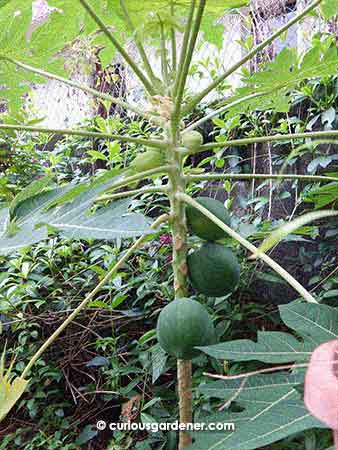 More and more papayas starting to grow. Yay!