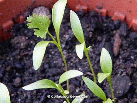 Coriander - wish it luck because I can’t seem to keep herbs alive for long, but I have seeds, so I’ll keep trying!