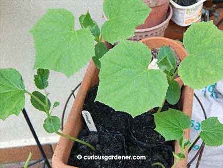 The cucumber plants are almost ready to be planted out into the garden. I want them big enough so that the stems aren’t too tender and attractive to hungry snails.