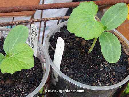 Three unnamed Thai gourd plants (not all pictured). Hope we get more monster fruits from them!