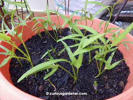 I have a potful of young kangkong plants that look green and vibrant. I’m going for a crowded look this time, so there are more seeds in there that haven’t germinated yet.