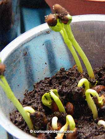 Kangkong plants that I intend to grow in hanging bottle-pots. The conversion of bottles to pots will be a weekend project.