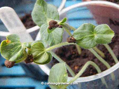 Okra or ladies fingers are one of the staples in our veggie garden as they grow well here.