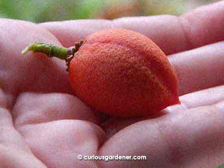 Peanut butter fruit #3 - the largest one of the lot.