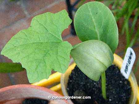 Angled luffa