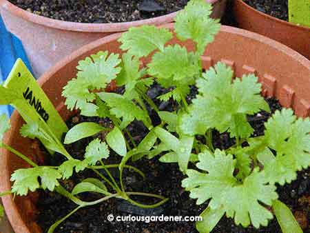 And yes, the coriander is still alive and growing!