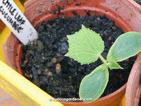 Newcomer Little Leaf cucumber