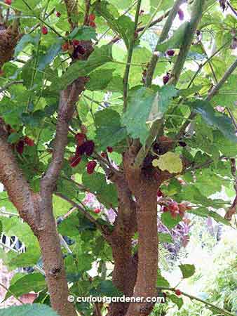 The mulberry tree was even more laden with fruits last week. I was more interested in picking and eating the fruits then... ;-)