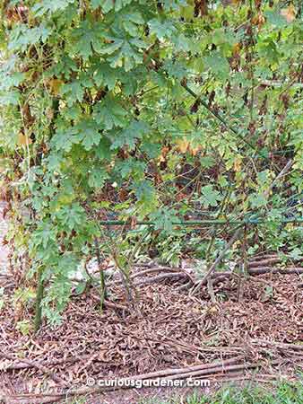 Heavy mulch of belimbing tree leaves at our bittergourd trellis has helped the plants to not dry out quickly.