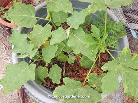 Here I have a green brinjal plant sharing a large pot with an okra plant and a cosmos plant. They look pretty happy.