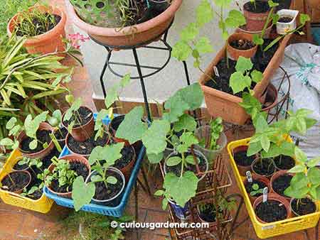 Our humble plant nursery area