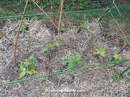 The plants with a thick layer of bamboo leaf mulch (keep the mulch away from the stems of the plants!) with bits of dried palm tree flower bracts around the plants. The bracts should also keep the bamboo leaves from flying around too much.