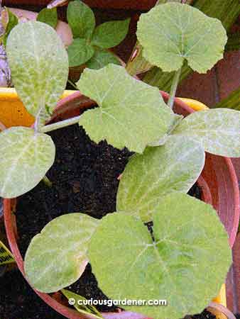 Meet the three new pumpkin plants