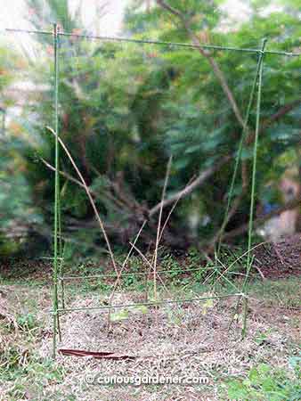 The planted bed below the A-frame trellis. I didn't make it too wide because I thought I was going to plant just a few bean plants (and they don't live that long anyway), but the side poles are tall at about 2 metres high.