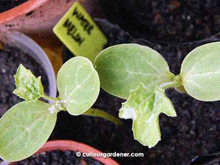 Two of our four new watermelon plants