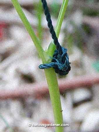 A loose loop around the stem of the long bean plant is positioned just below a leaf node for a little traction.