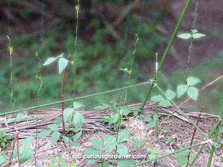 The long bean plants steadily winding their way up their respective strings.