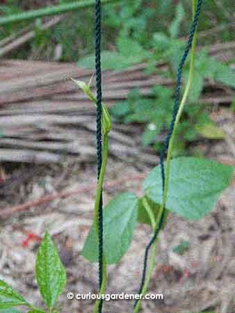 Have you ever noticed that long beans wind in an anti-clockwise direction?