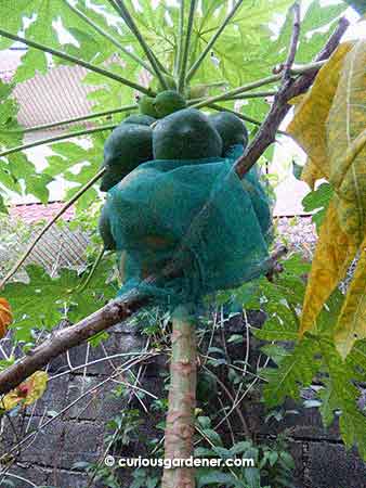 I think the best way to describe this is that the tree is absolutely LADEN with fruits! No wonder it began to lean over so much.