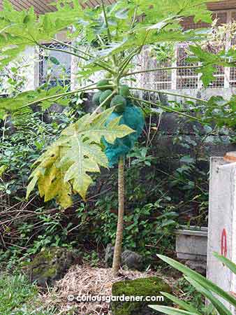 Here's the papaya tree in early October, when the top began to start leaning over to the left...