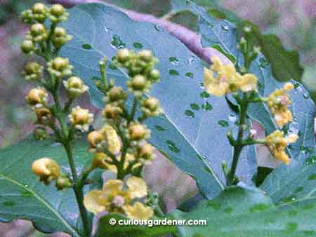 Bunches and bunches of flower buds adorning the peanut butter fruit plant!