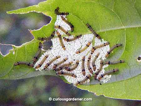 One of several hatches of caterpillars that have been appearing too often for my liking...