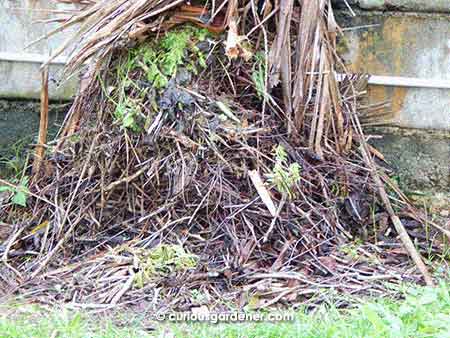 Unsightly compost heap after a week - some things have started breaking down while other are still trying to grow!