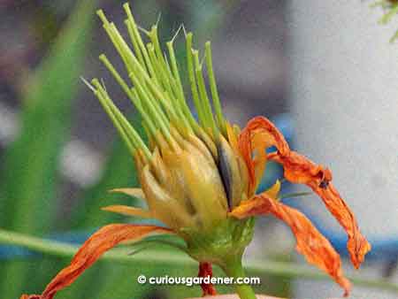 After the flower gets pollinated, the seeds start to form...