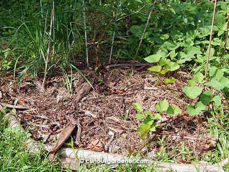 The mulched bed after 2 weeks. You may notice that the layer of mulch isn't even, no thanks to dear Mr Rooster who was happily searching for food when he visited last week.