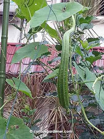 Angled luffas tend to take their time to develop, and then the plant takes a break before it starts fruiting again. I try to have a few vines growing at the same time, and to space out the seed sowing times.