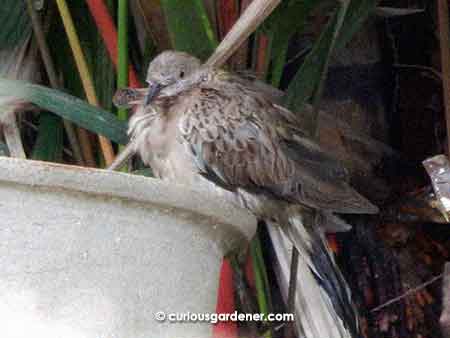 This baby speckled dove looks adorably round and fluffy, doesn't it?