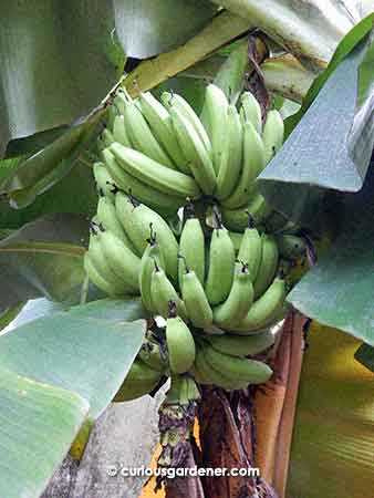 A rather small comb of bananas, but they're looking better and better each day that they ripen more!