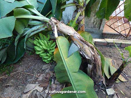 Whoops, here we go again with the banana plant - the weight of the fruits is too much for the stem to bear. We're waiting anxiously for the signal banana to show before harvesting the bunch, and have a bit of concrete propping up the plant for now.
