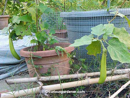 Low hanging green brinjals - the weight of the fruits drags the branches downwards.