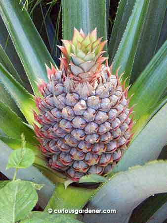 Apple of my eye at the moment - we're enjoying watching the pineapple fruit develop, but after reading up more about it, I know there are several possible threats to the fruit development. Patience and hope...