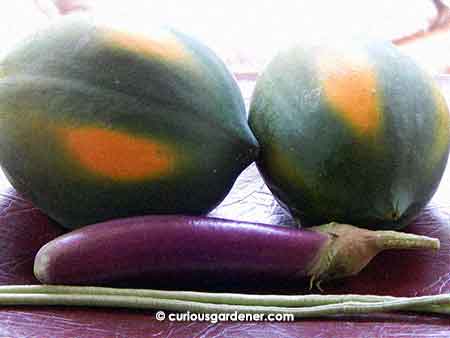 Our humble harvest on New Year's day - Red Lady papayas, a purple brinjal and a couple of long beans.