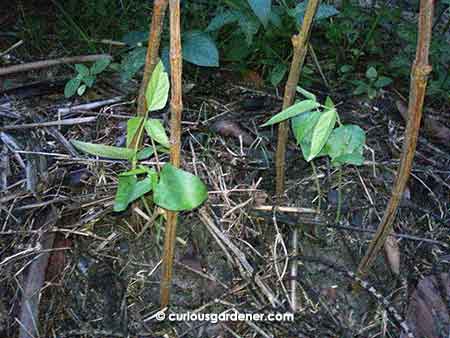 The young long bean plants settling in.